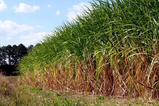 Produção de cana mais sustentável: nova lei beneficia o meio ambiente e os produtores