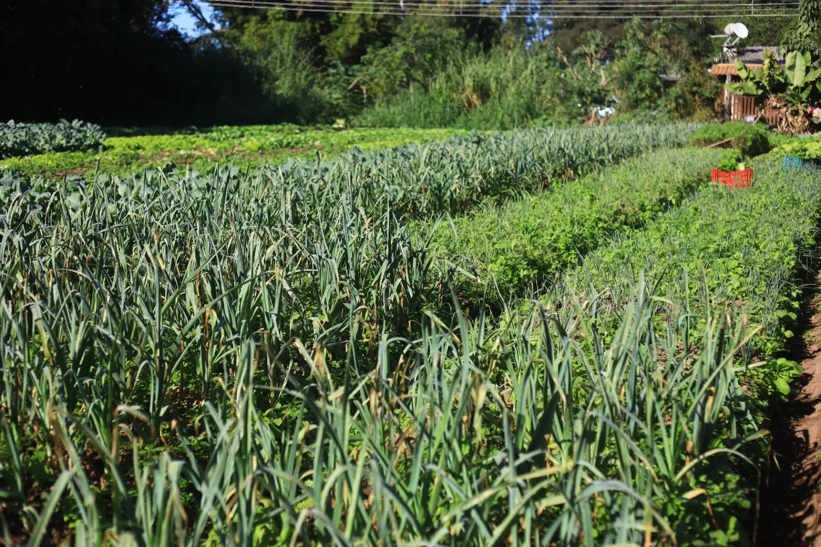 Valorização de propriedades agrícolas ultrapassa 100% desde 2019; Matopiba em destaque